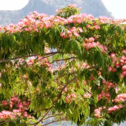 Arbre à soie rose - L'été rose au jardin