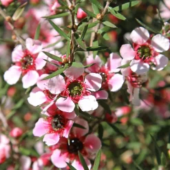 Arbre à thé Martini - Fleurs et feuillage à l'année