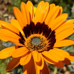 Arctotis fastueux Prince of Orange - Un massif orange tout l'été