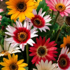 Arctotis à grandes fleurs Harlequin en mélange - Un massif fleuri sans effort