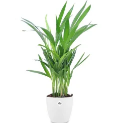 Areca, Palmier d'intérieur + cache pot blanc 22 cm. - Parfaite pour illuminer vos intérieurs