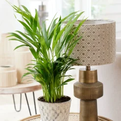 Areca - Palmier d'intérieur - L'ambiance jungle chez soi