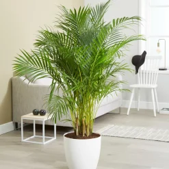 Areca - Palmier d'intérieur - L'ambiance jungle chez soi
