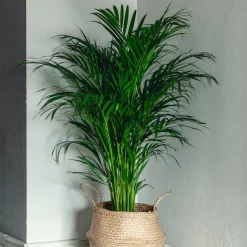 Areca - Palmier d'intérieur - L'ambiance jungle chez soi