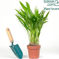 Areca - Palmier d'intérieur - L'ambiance jungle chez soi