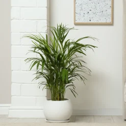 Areca - Palmier d'intérieur - L'ambiance jungle chez soi