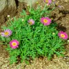Argyranthemum Grandaisy ® Pink Tourmaline - Des fleurs roses tout l'été