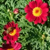 Argyranthemum Grandaisy ® Ruby - Des fleurs rouges non-stop