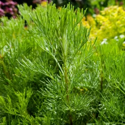 Armoise citronelle Aurone - Le parfum citron au jardin