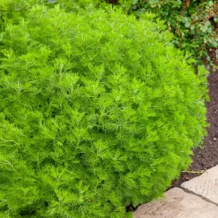 Armoise citronelle Aurone - Le parfum citron au jardin
