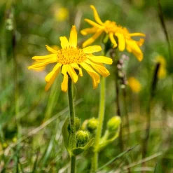 Arnica des montagnes - Le soleil des montagnes chez vous