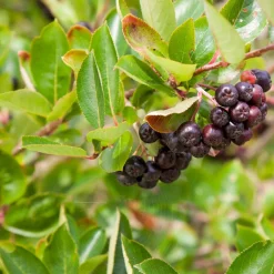 Aronia à fruits noirs - Baies noires super faciles