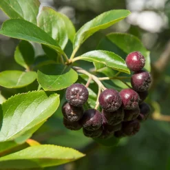 Aronia à fruits noirs - Baies noires super faciles