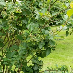 Aronia à fruits noirs - Baies noires super faciles