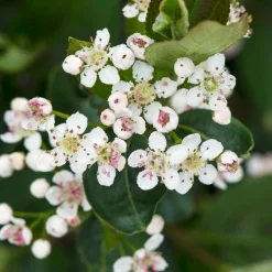Aronia à fruits noirs - Baies noires super faciles