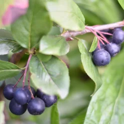 Aronia prunifolia Nero - Des super-fruits sans effort