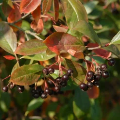 Aronia prunifolia Nero - Des super-fruits sans effort