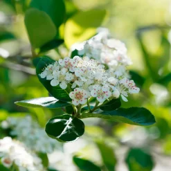 Aronia Viking - Des baies noires sans effort