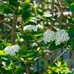 Aronia Viking - Des baies noires sans effort