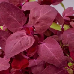 Arroche rouge Red Flash - Feuilles rouges prêtes à croquer