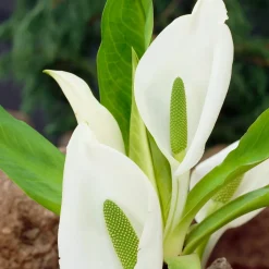 Arum bananier blanc - La berge qui fait sensation