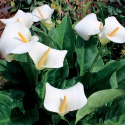 2 Arums blanc d'Ethiopie - La fleur blanche qui aime l'eau