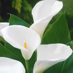 2 Arums blanc d'Ethiopie - La fleur blanche qui aime l'eau