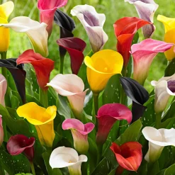3 Arums en mélange : jaune, rouge, rose - Un trio de couleurs éclatantes
