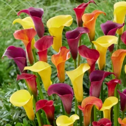 3 Arums en mélange : jaune, rouge, rose - Un trio de couleurs éclatantes