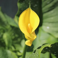 Arum Solfatare - Le jaune qui illumine tout