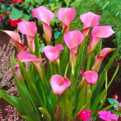 2 Arums rose - Une touche fuchsia au jardin