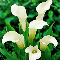 2 Arums à taches blanches - Élégance blanche facile