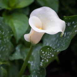 2 Arums à taches blanches - Élégance blanche facile