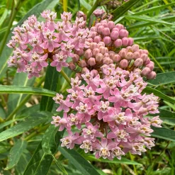 3 Asclépiades incarnata - L'aimant à papillons