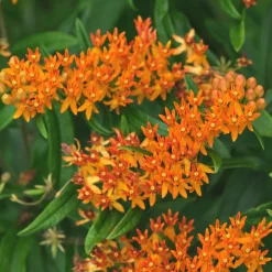 Asclépiade tubéreuse - Le nectar qui attire les papillons