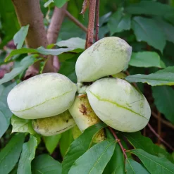 Asiminier - Pawpaw - Le goût exotique au jardin