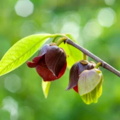 Asiminier Triloba - Un fruit exotique chez vous