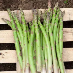 10 Asperges Voltaire - Des asperges maison chaque printemps