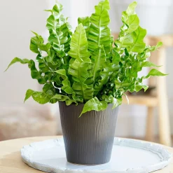 Asplénie nid-d'oiseau Asplenium 'Crispy Wave' - Vague verte déco express