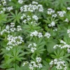 Aspérule odorante - Petit Muguet - Le tapis parfumé du sous-bois