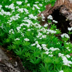 Aspérule odorante - Petit Muguet - Le tapis parfumé du sous-bois