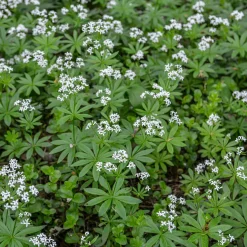 Aspérule odorante - Petit Muguet - Le tapis parfumé du sous-bois