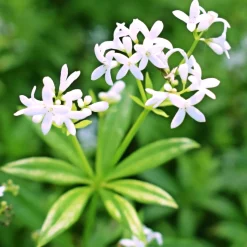 Aspérule odorante - Petit Muguet - Le tapis parfumé du sous-bois