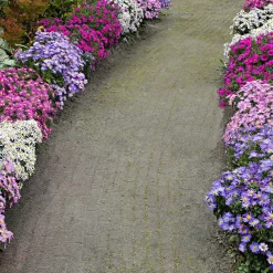 4 Aster d'automne en mélange - Le jardin fleuri en automne