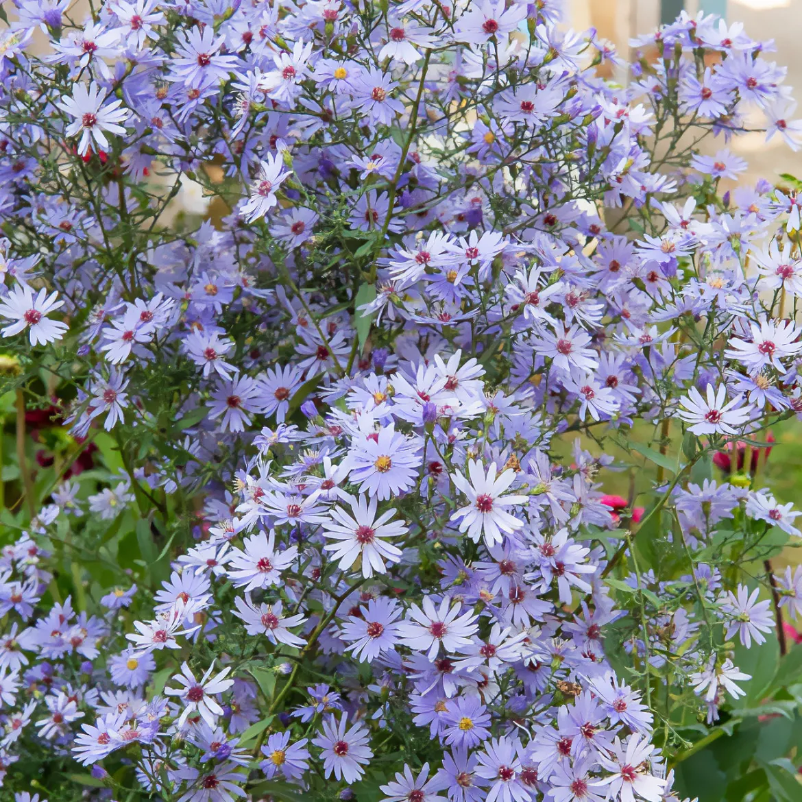 Aster d'automne Little Carlow - Un nuage bleu tout l'automne