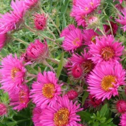 Aster de Nouvelle-Angleterre Andenken an Alma Pötschke - L'automne en fuchsia éclatant
