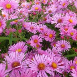 Aster de Nouvelle-Angleterre Rudelsburg - Le jardin fleuri en automne