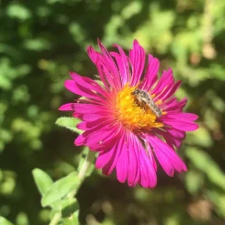 Aster de Nouvelle-Angleterre Septemberrubin - Le jardin fleuri en automne
