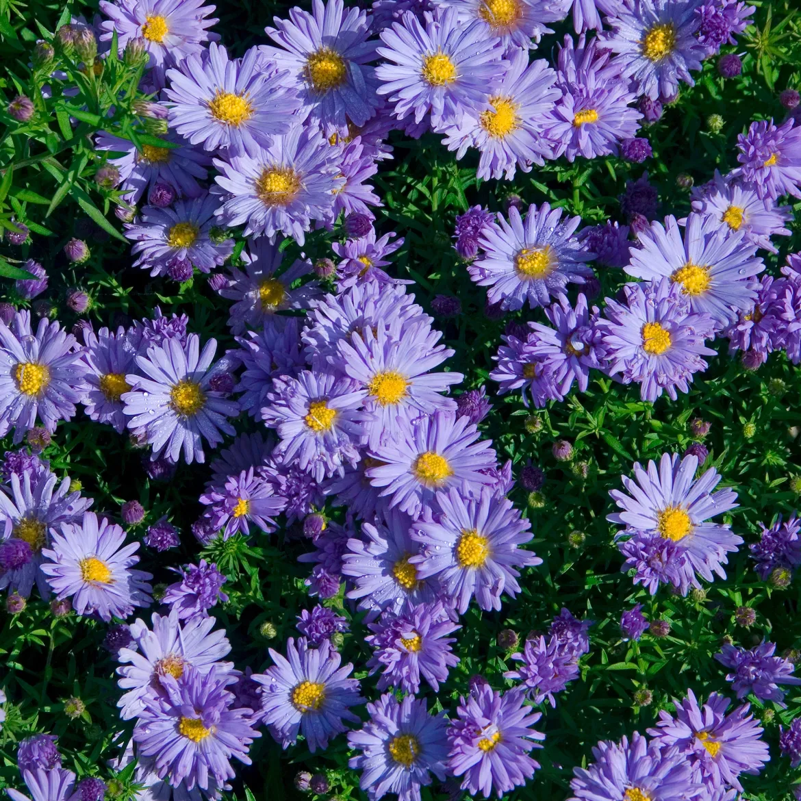 Aster de Nouvelle-Belgique Audrey - L'automne en fleurs