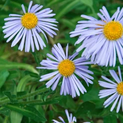 Aster de printemps Wartburgstern - Un massif fleuri sans effort